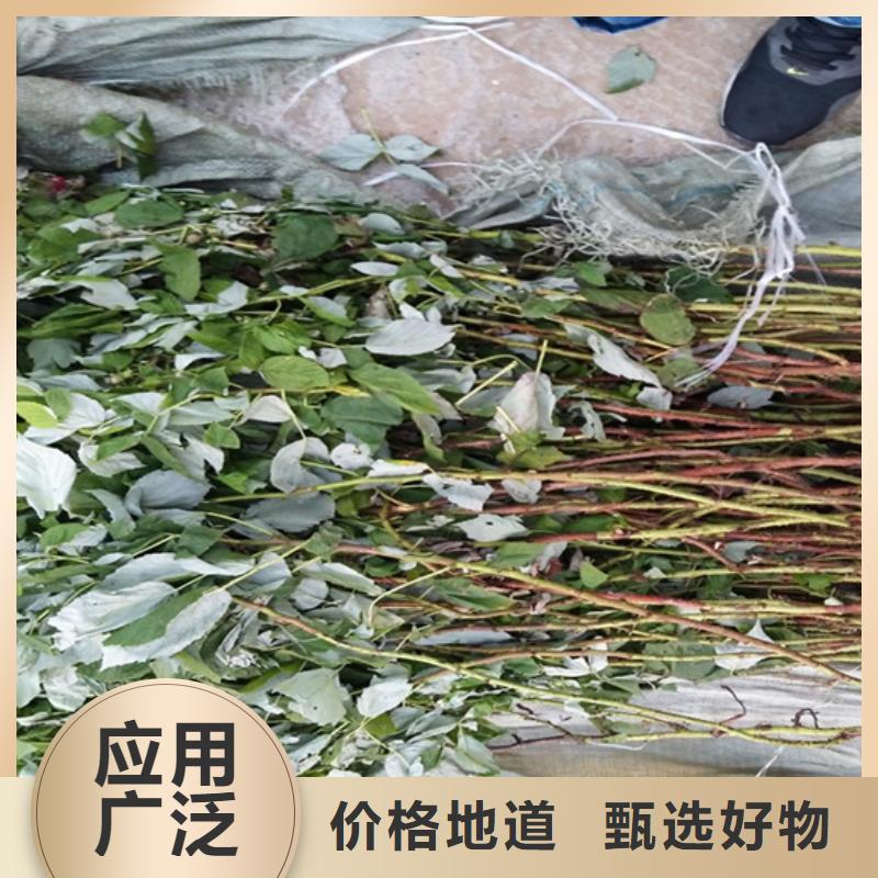 【树莓_苹果苗24小时下单发货】