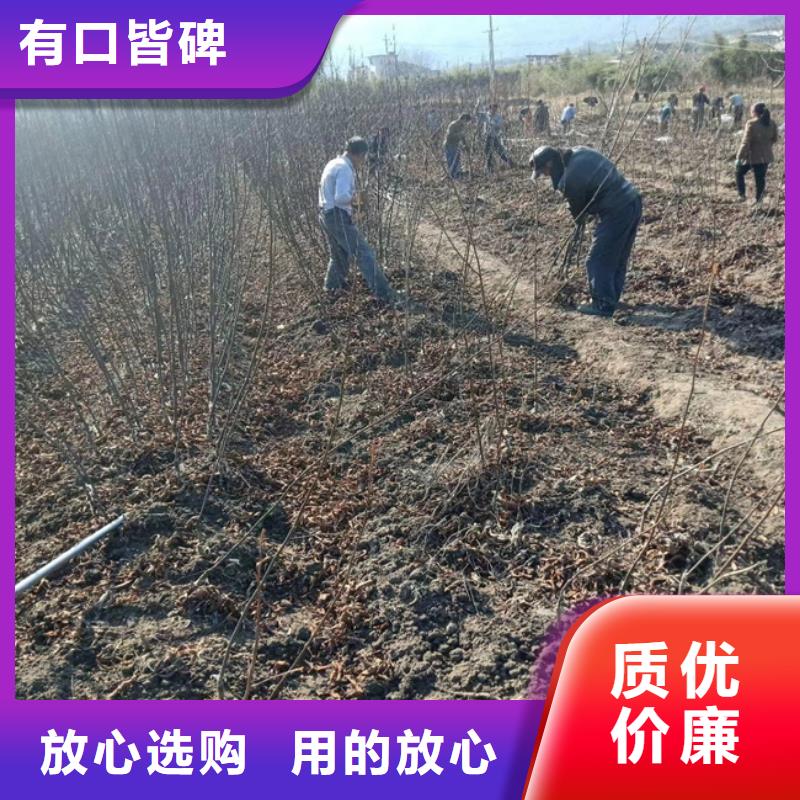 碧根果无花果苗质检严格