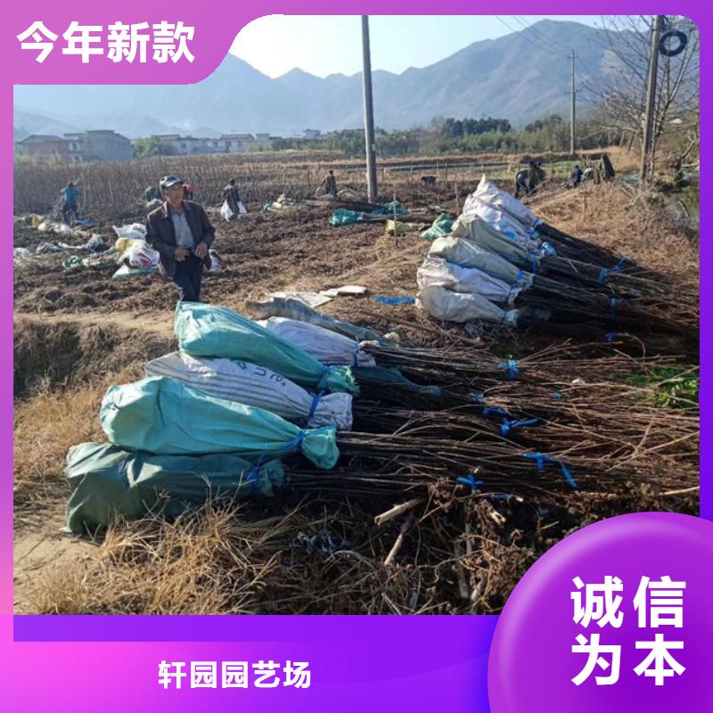 碧根果石榴苗详细参数