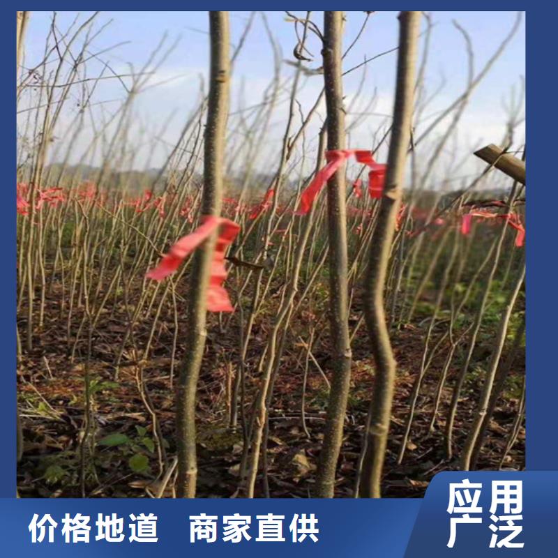 碧根果苹果苗工厂批发