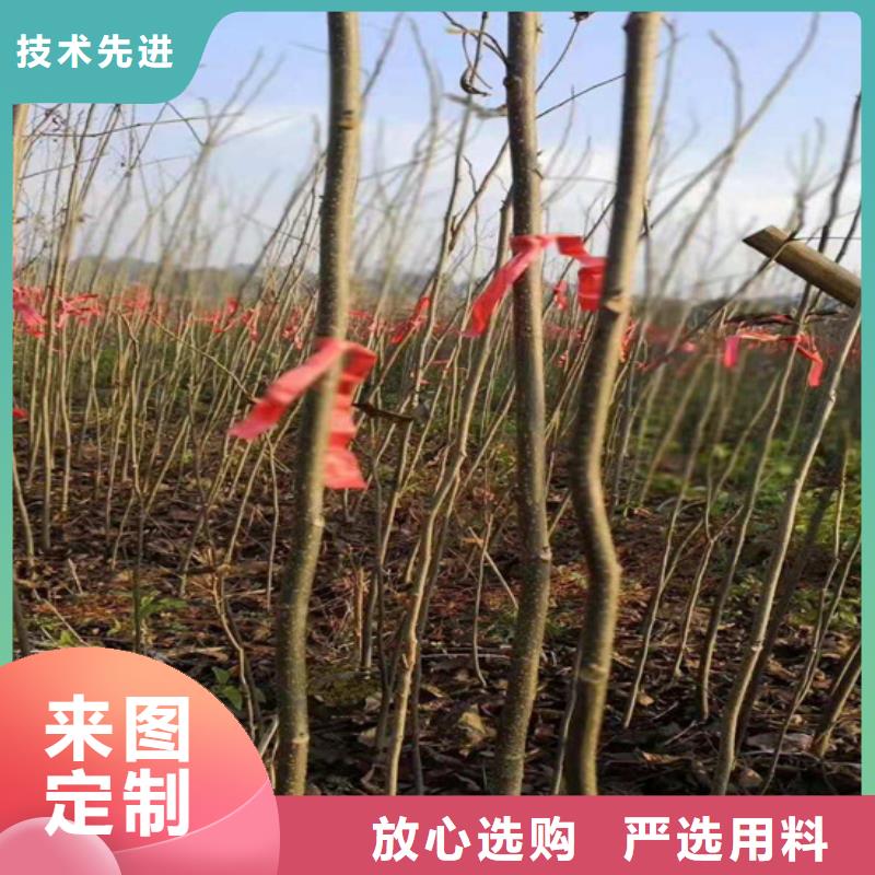 碧根果花椒苗免费询价