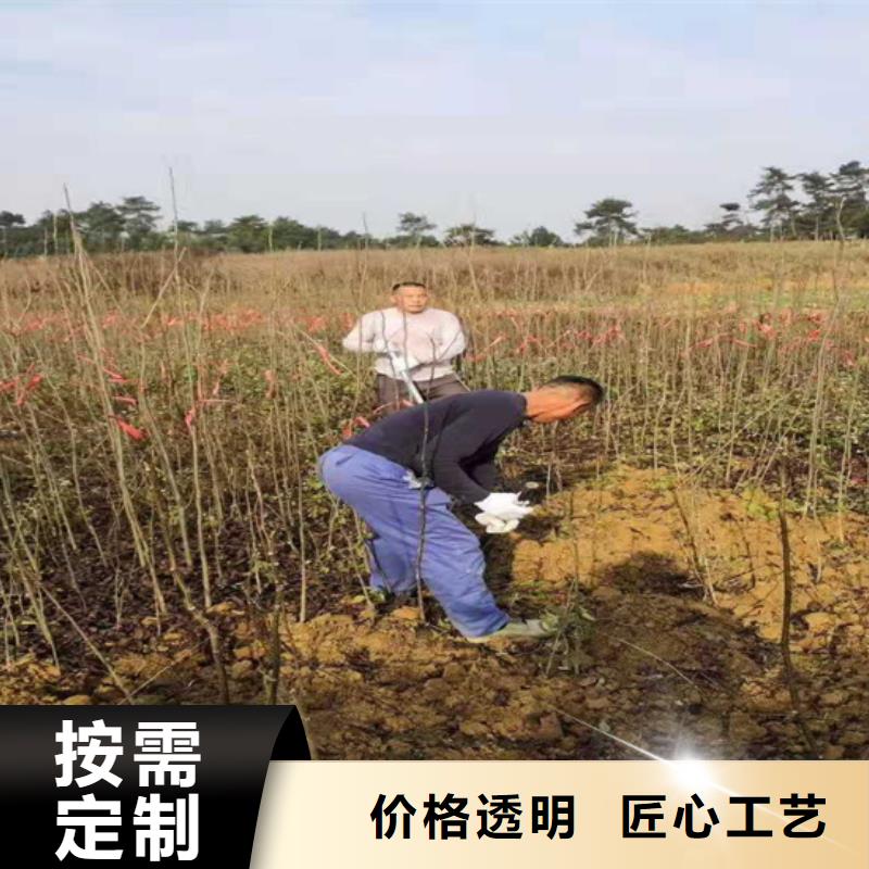 碧根果,苹果苗真材实料诚信经营