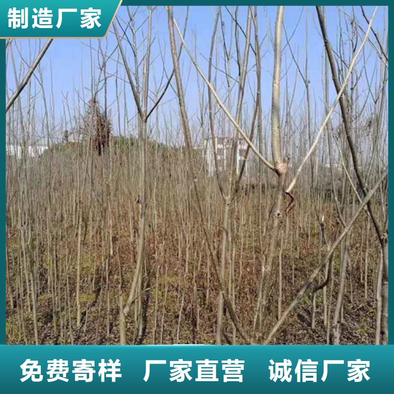 碧根果,樱桃苗精选优质材料