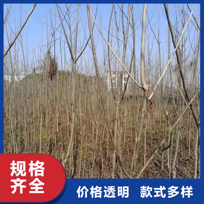 碧根果,苹果苗优选厂家