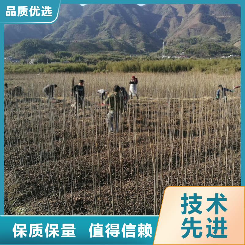 樱桃苗视频-荥经|芦山|遂宁|绵阳|巴中|成都|泸州|南充|德阳轩园樱桃苗_ 轩园园艺场(雅安市分公司)