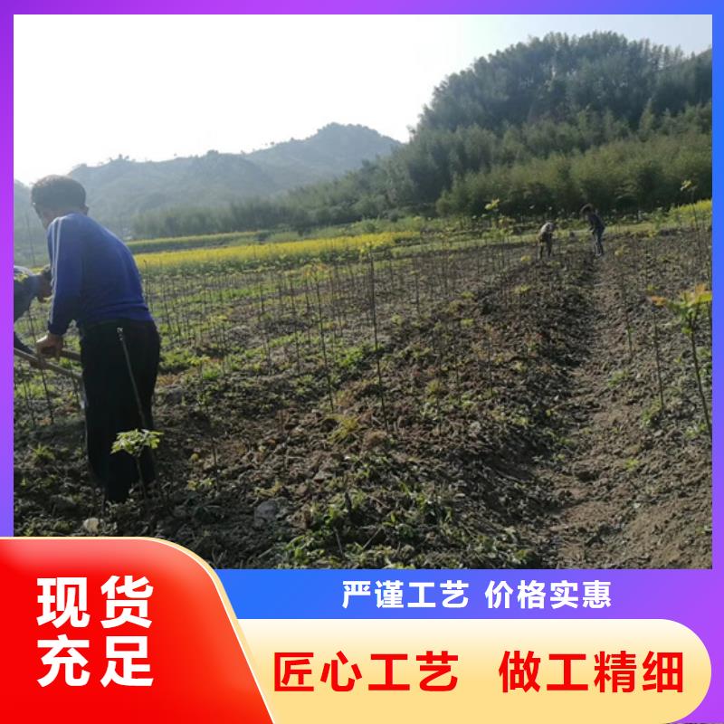 【碧根果】,苹果苗做工精细