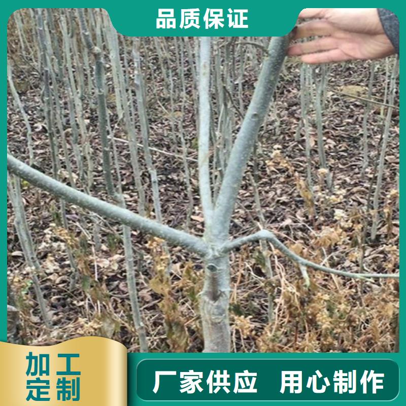 碧根果苹果苗工厂批发