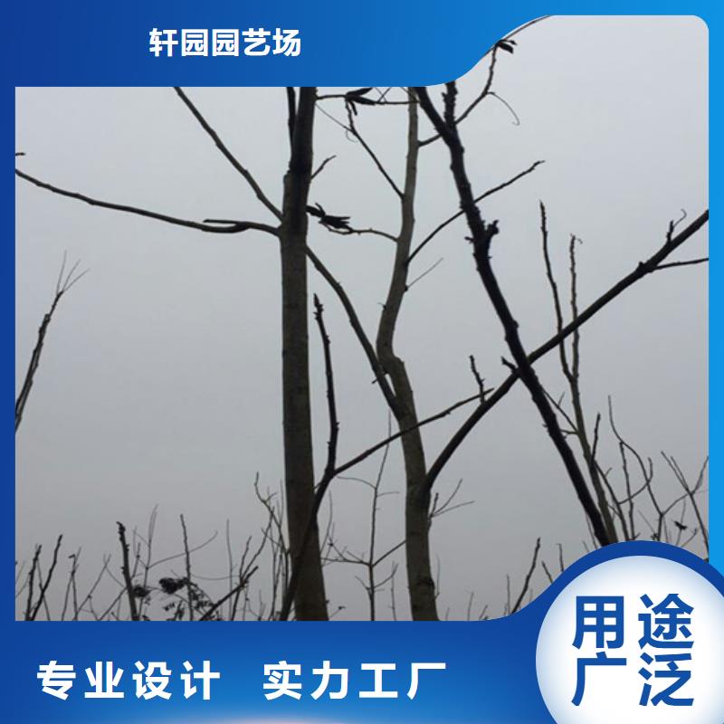 碧根果,梨树苗种类齐全