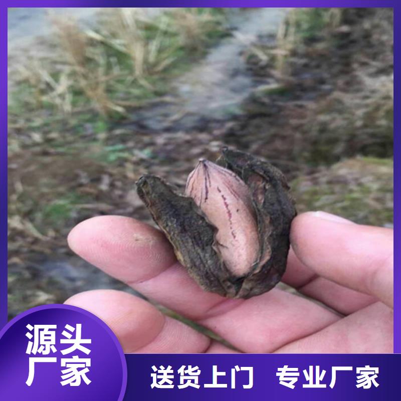 碧根果苹果苗实力公司