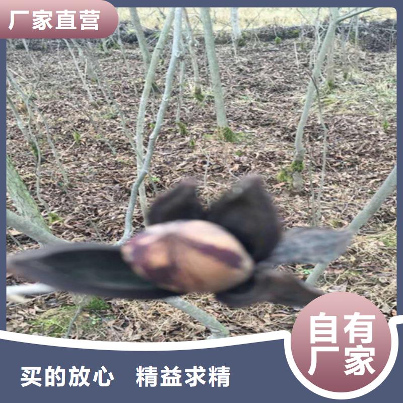 碧根果【苹果苗】行业优选