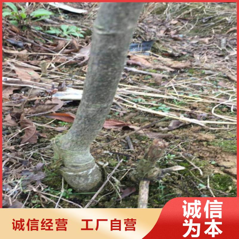 碧根果苹果苗工厂批发