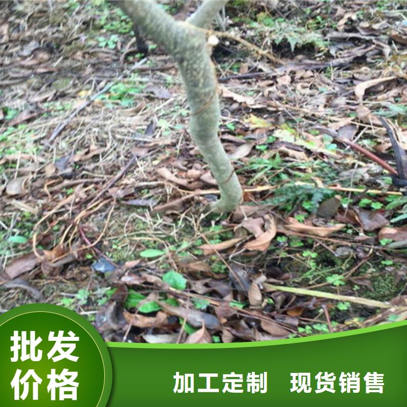 碧根果,苹果苗真材实料诚信经营