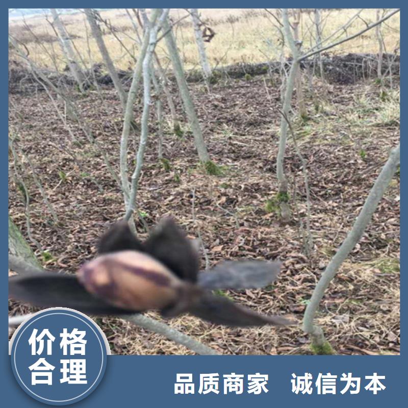 碧根果苹果苗实力公司