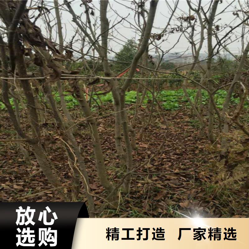 碧根果,桃树苗优选厂商