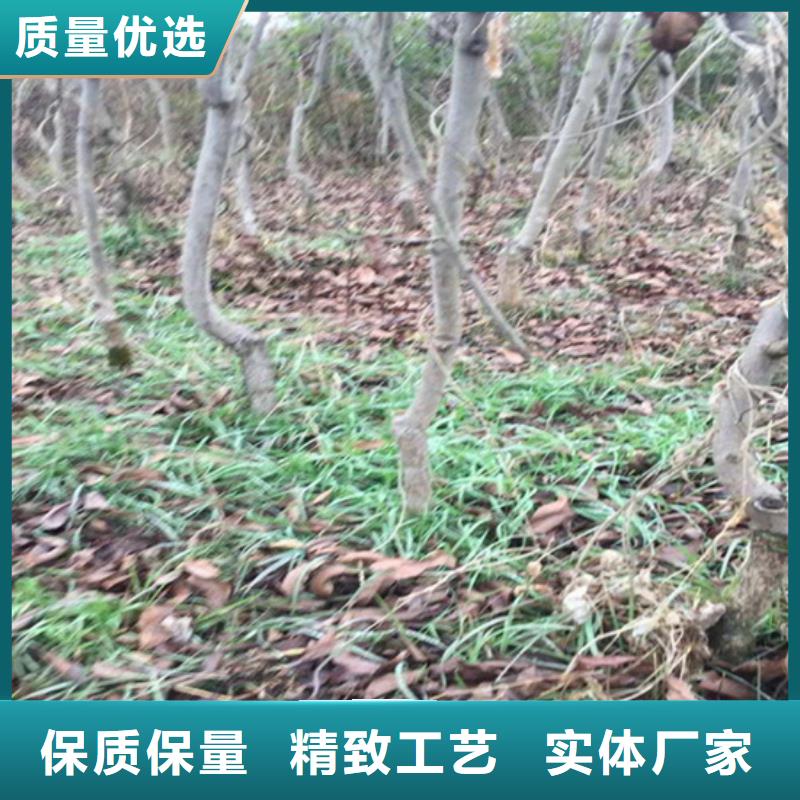 碧根果嘎啦苹果好产品放心购