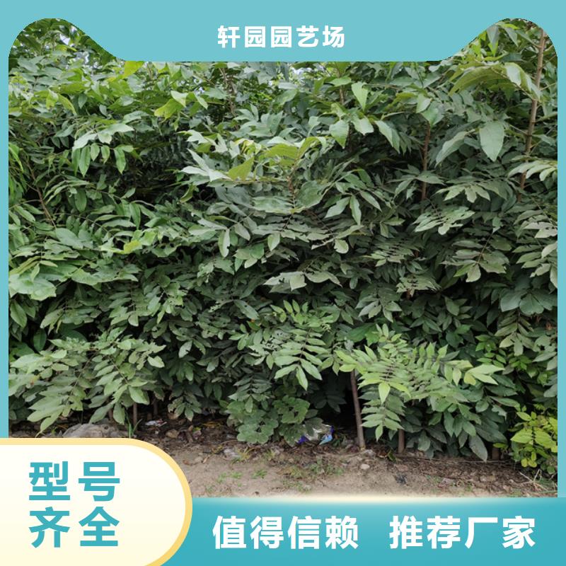 【碧根果蓝莓苗支持批发零售】