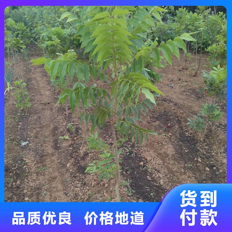 碧根果苹果苗工厂批发