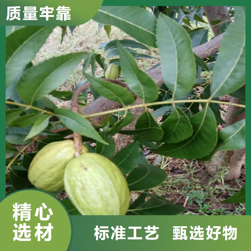 碧根果,苹果苗优选厂家