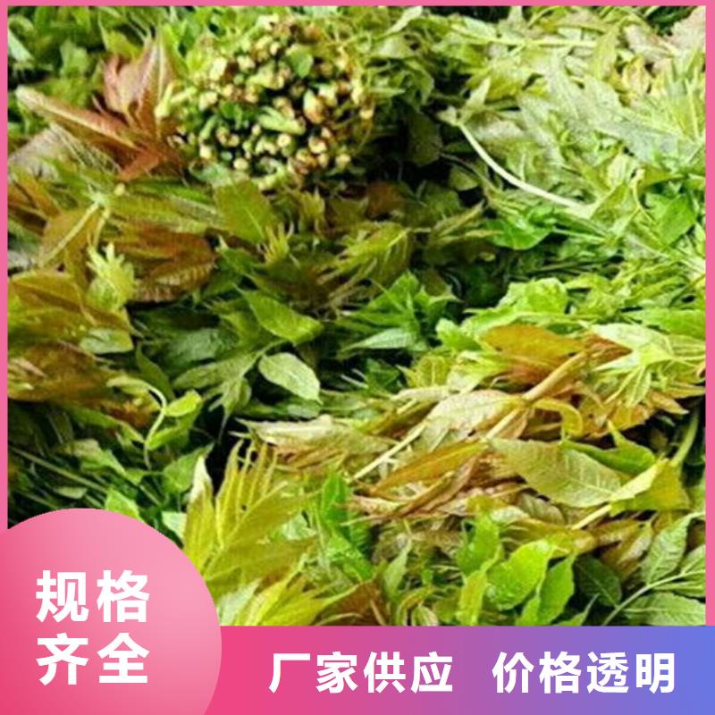 香椿,石榴树推荐厂家