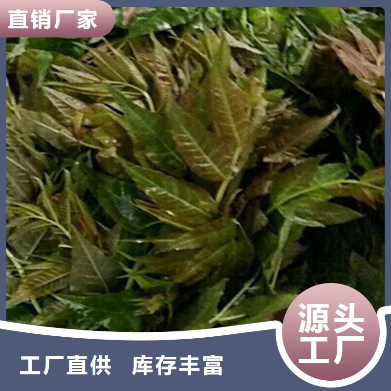 香椿桃树苗用途广泛