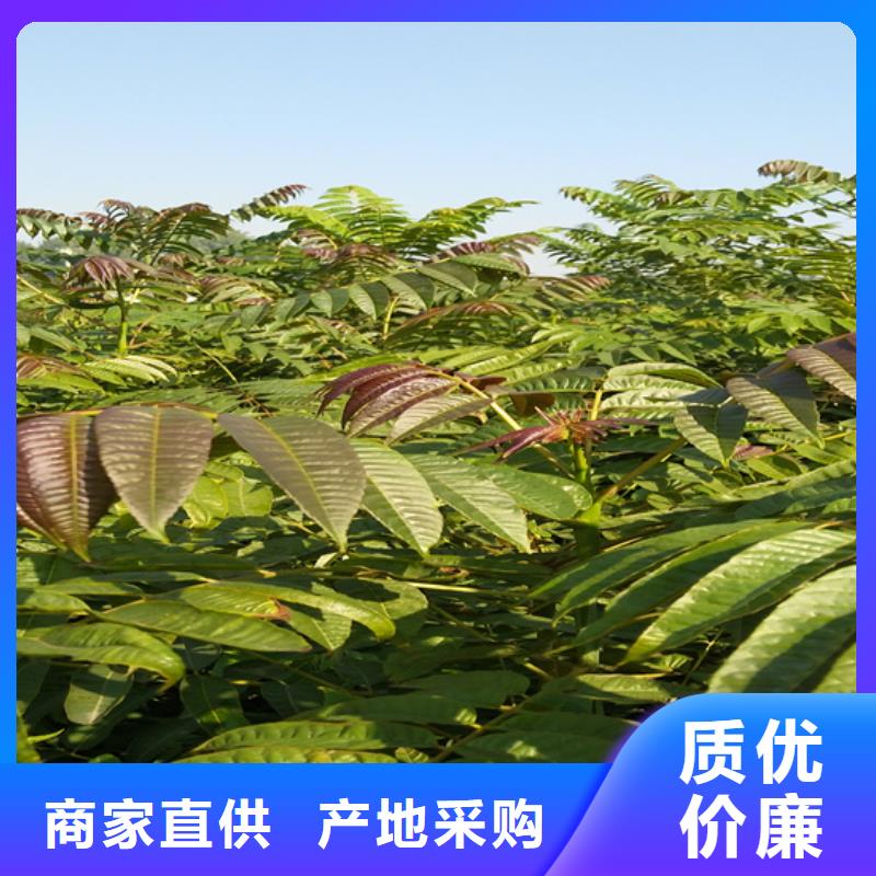 香椿红颜草莓一手价格