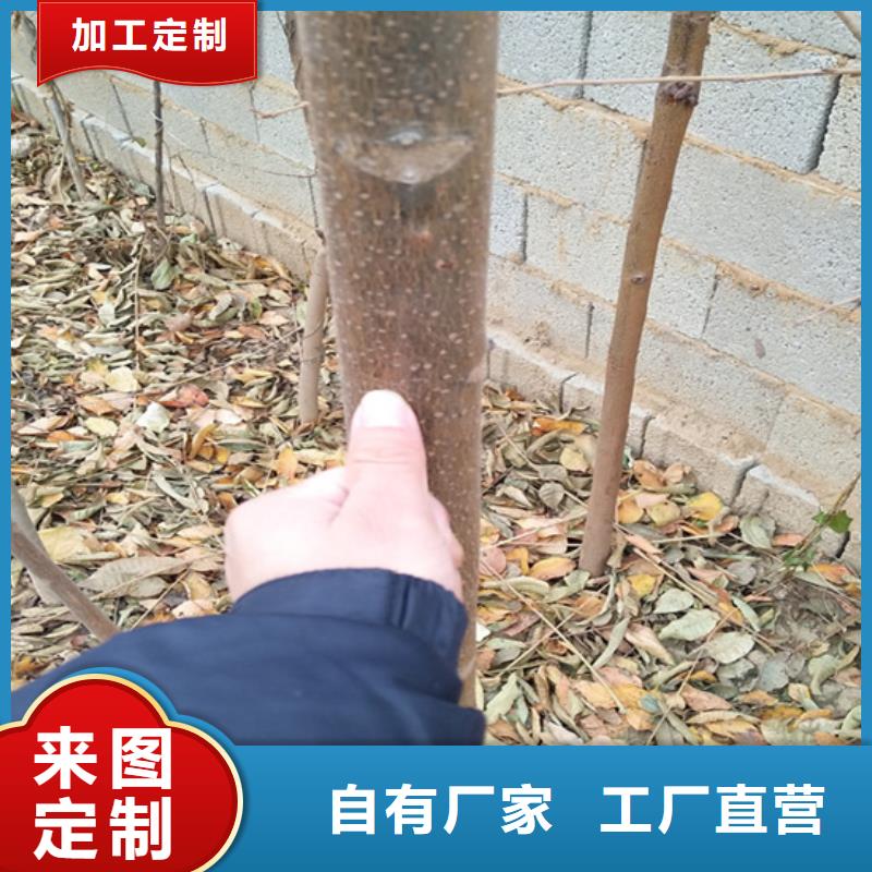 【香椿,樱桃苗让客户买的放心】