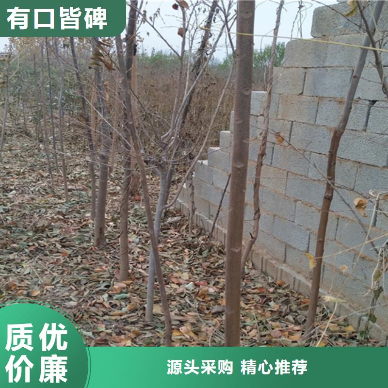 香椿_红石榴苗基地市场行情