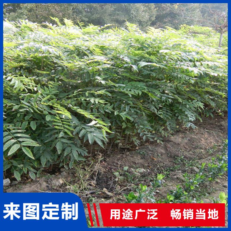 香椿石榴树质检合格出厂