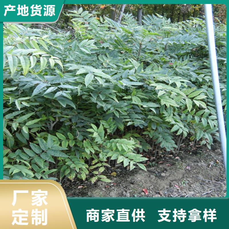 香椿桃树苗用途广泛