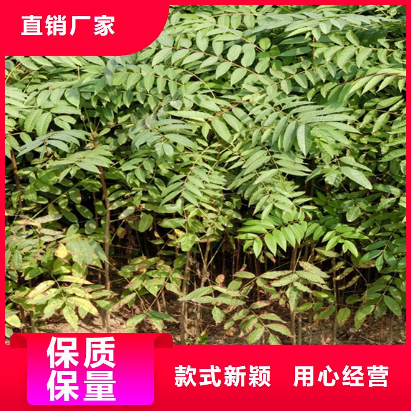 香椿嘎啦苹果诚信为本