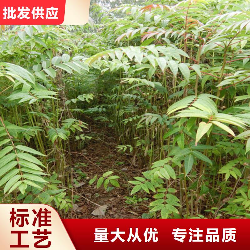 香椿红颜草莓一手价格