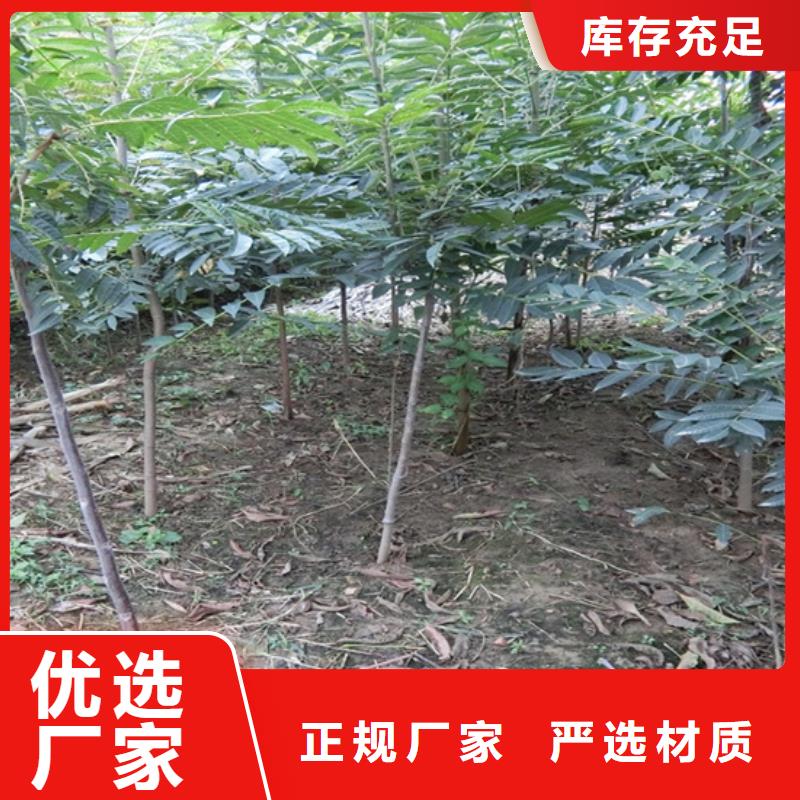 香椿_红石榴苗基地市场行情