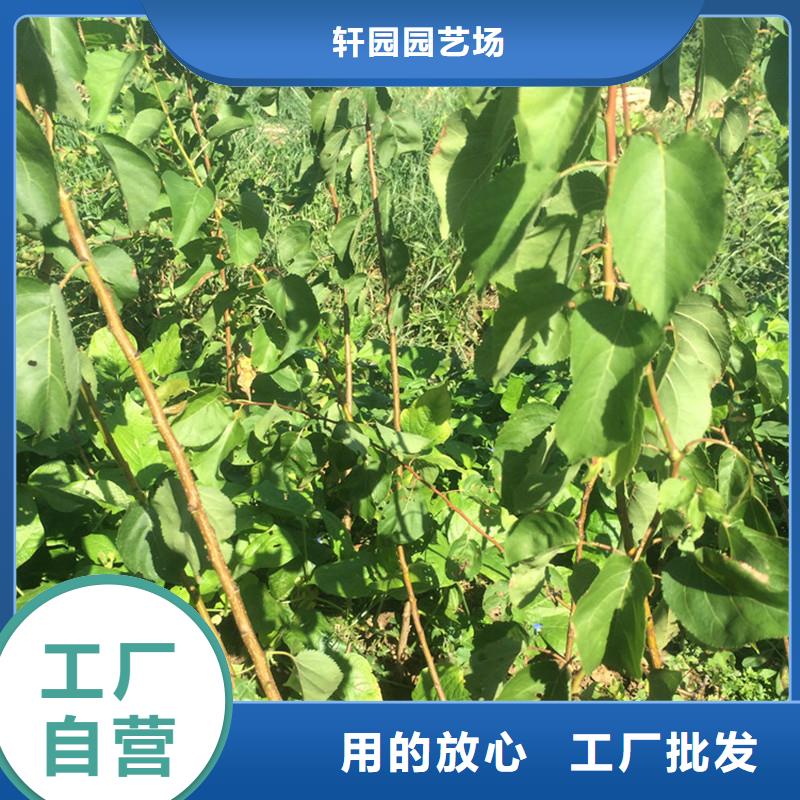 杏樱桃苗讲信誉保质量