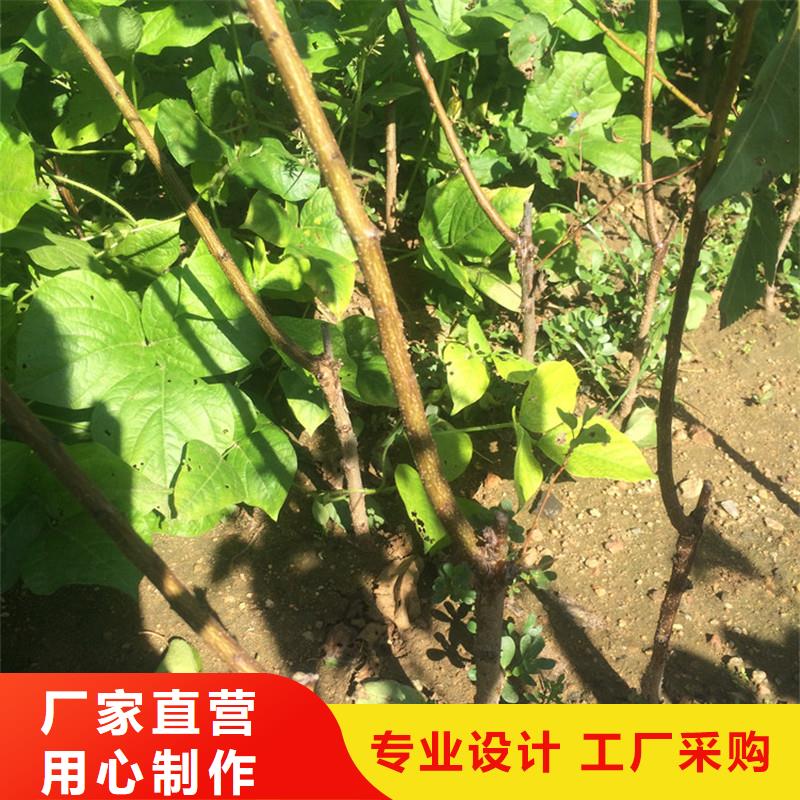 杏苹果苗现货采购