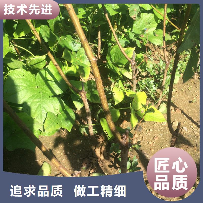 杏苹果苗用心做好细节