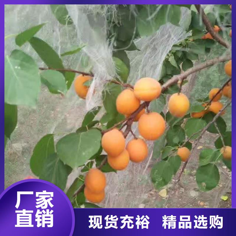 杏苹果苗层层质检