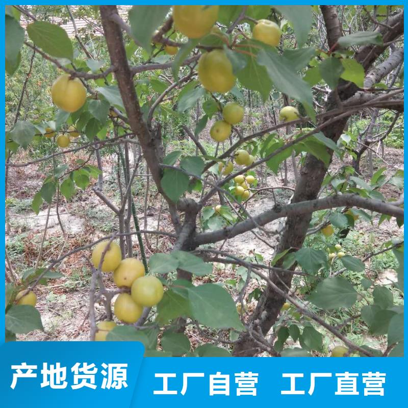 【杏】_无花果苗现货直发