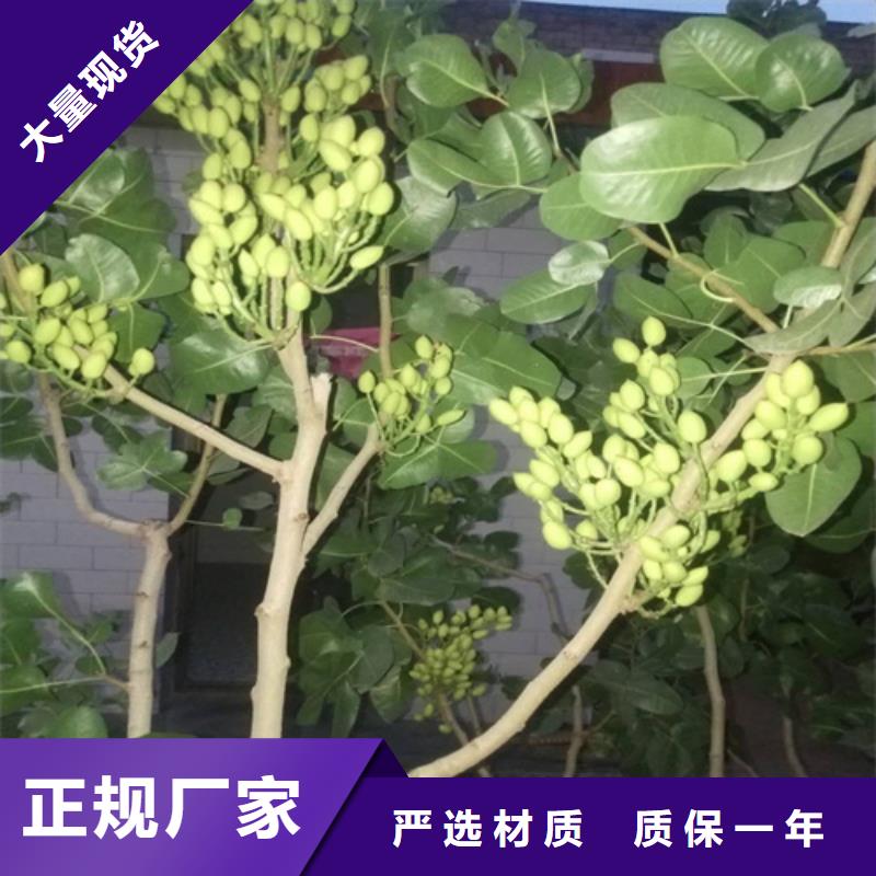 开心果_樱桃苗今日价格