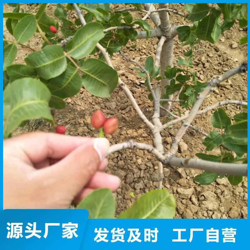 【开心果】西瓜番石榴苗厂家规格全