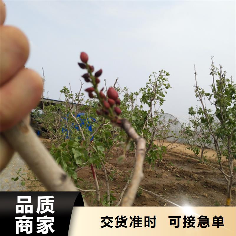 【开心果桃树苗选择我们选择放心】