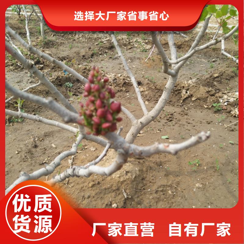 开心果【蓝莓苗】质量不佳尽管来找我