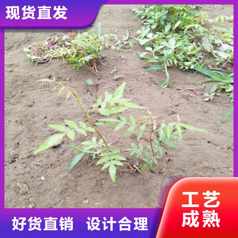 开心果无花果苗货真价实