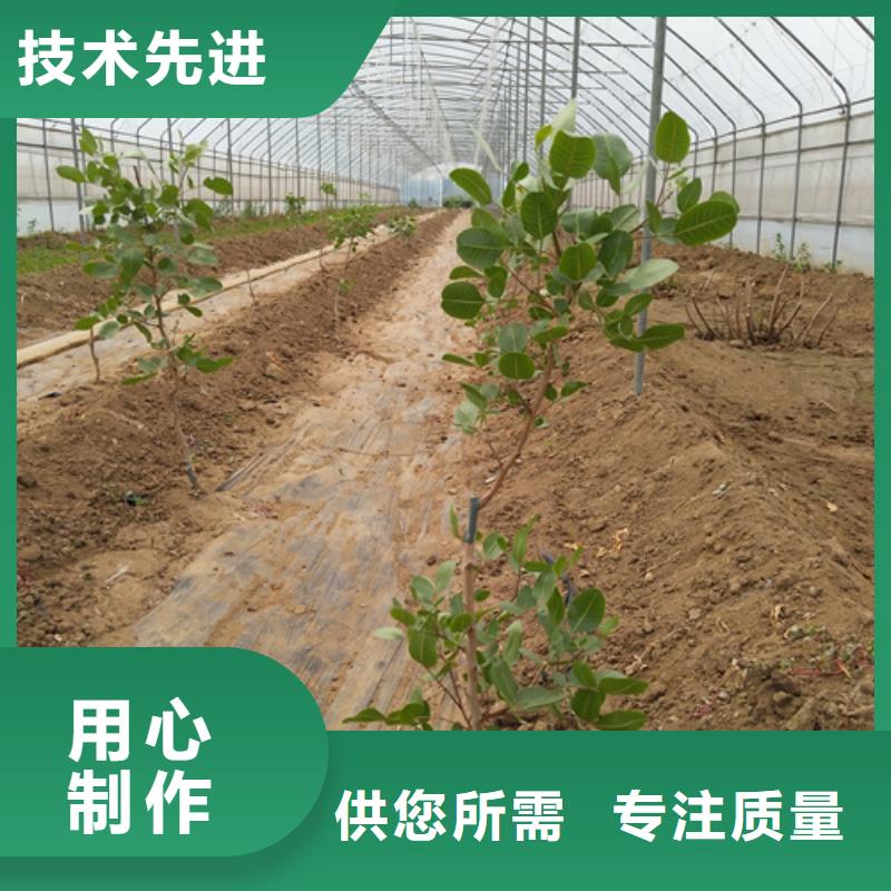 樱桃苗视频-格尔|普兰|那曲|日喀则|拉萨|昌都|林芝|山南樱桃苗服务周到-轩园园艺场(阿里市分公司)