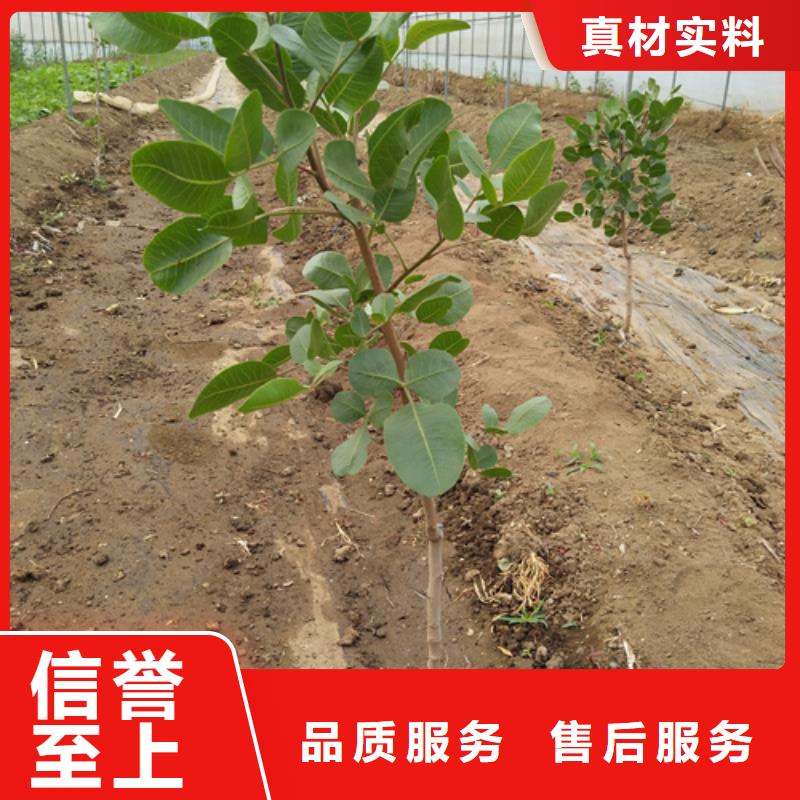 开心果_【梨树苗】支持加工定制