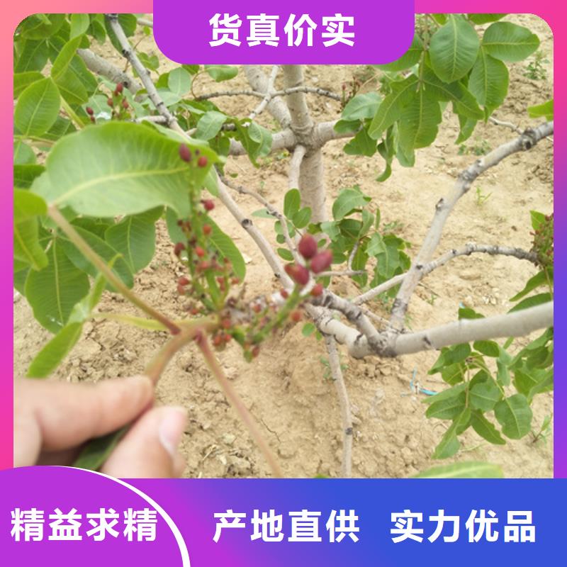 【开心果】西瓜番石榴苗厂家规格全