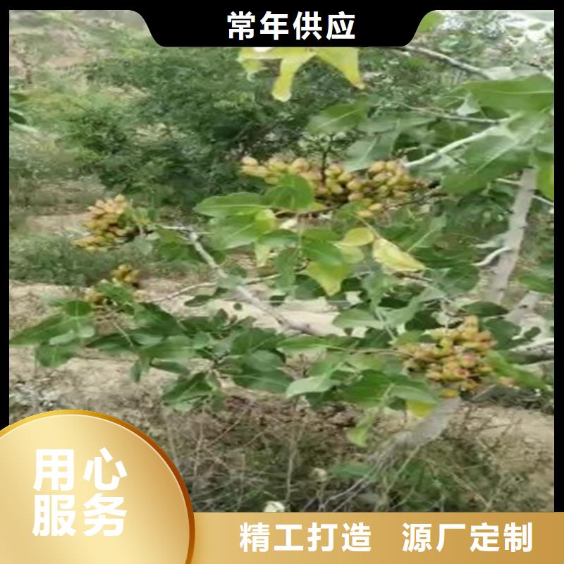 开心果苹果苗精工打造