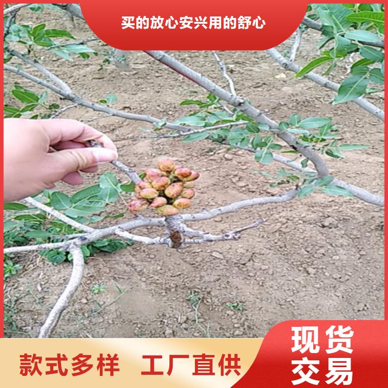 开心果无花果苗货真价实