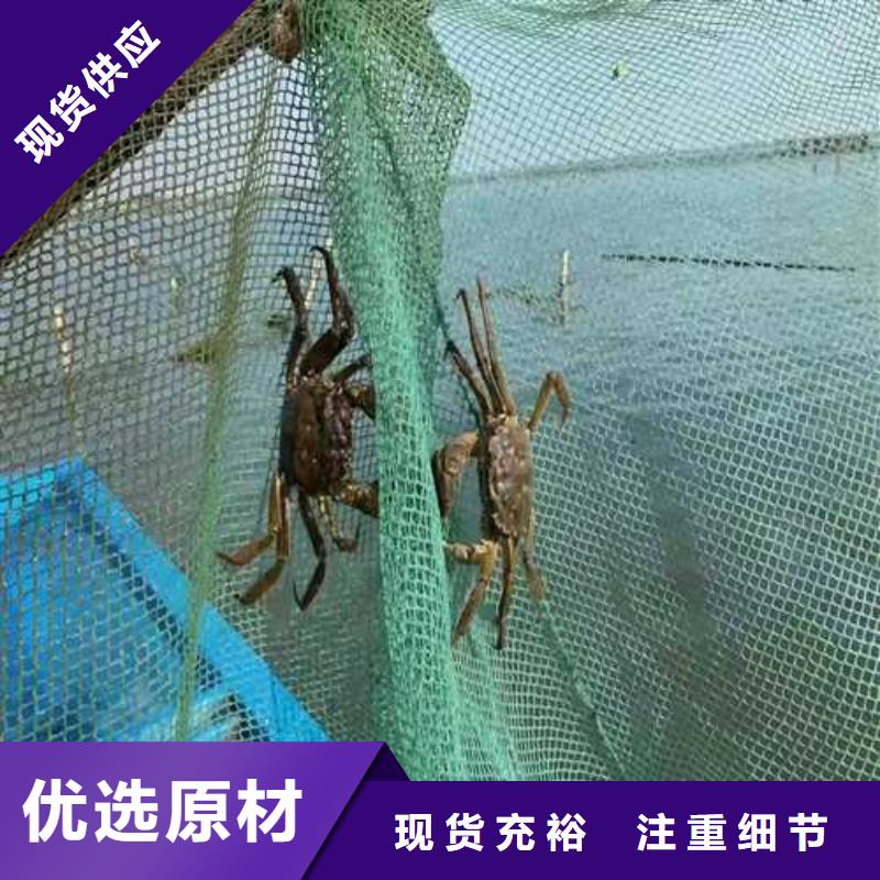 鲜活阳澄湖螃蟹订购