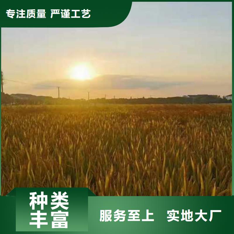 正宗阳澄湖大闸蟹一斤几只