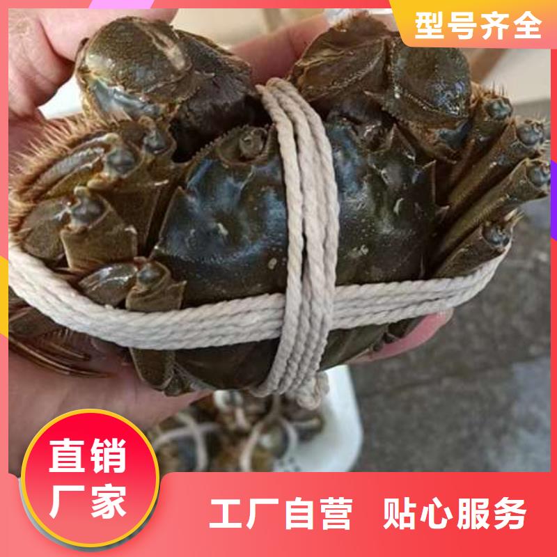 阳澄湖大闸蟹优质源头厂家